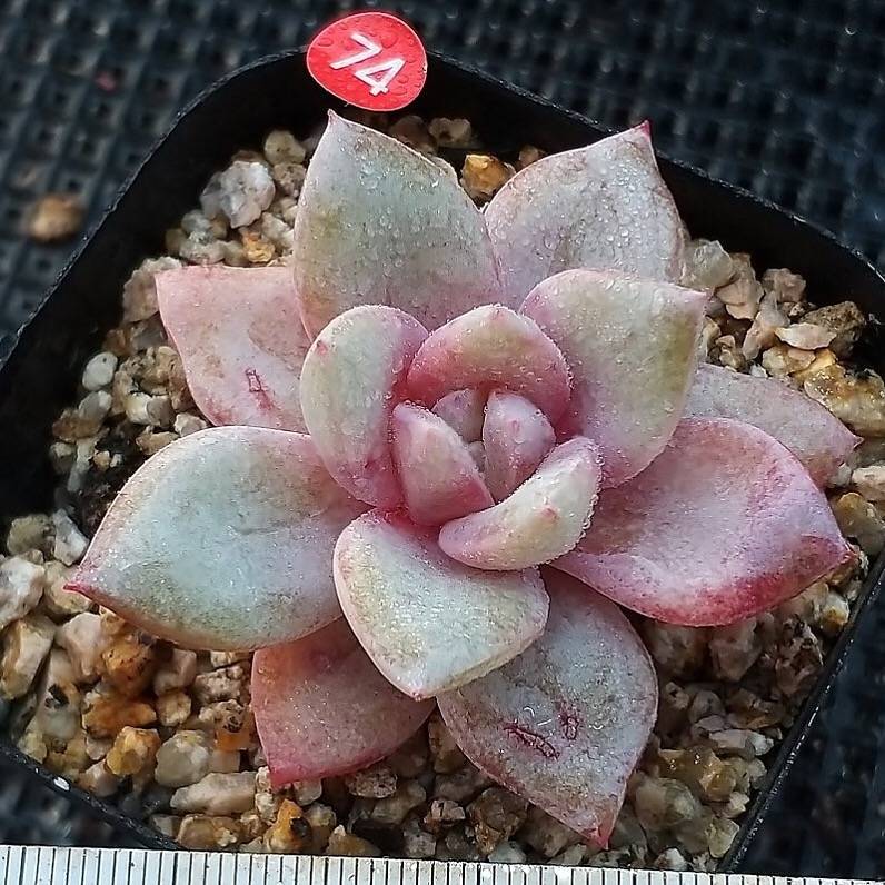 SPECIAL!! JUST CART! Echeveria Champagne, (Not so Random)