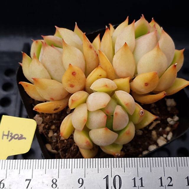 PRESALE Echeveria Lorena, (Random)