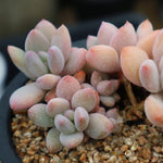 PRESALE Echeveria Sp. Cluster, (Random)