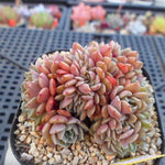 PRESALE Echeveria Tuxpan Cristata, (Not so Random)