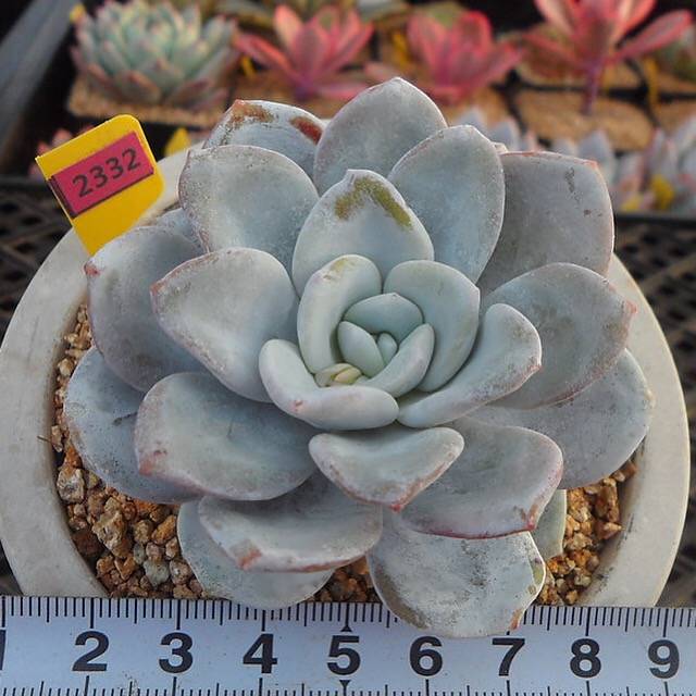 Echeveria Lauii, (Random)