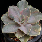 PRESALE Pearle von Nurnberg, Variegata, (Random)