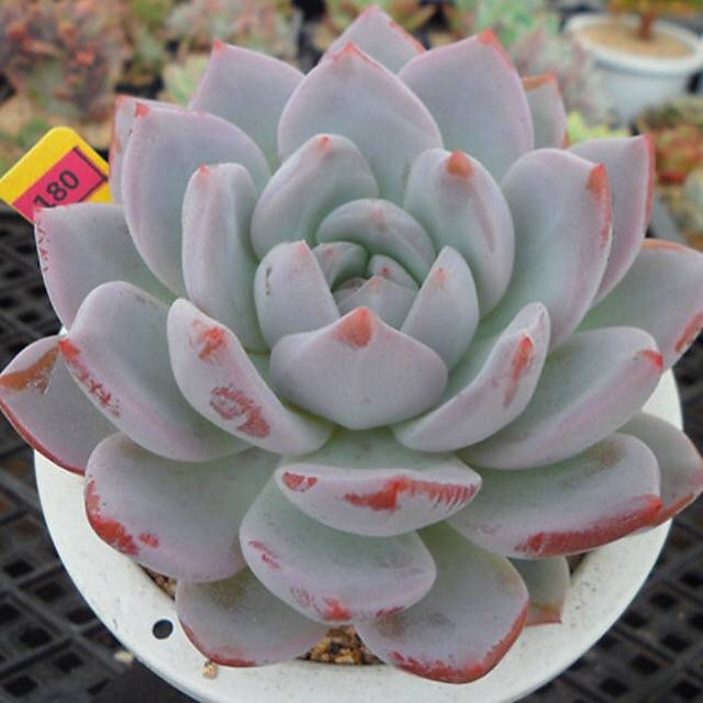 PRESALE Echeveria Hosikage, (Random)