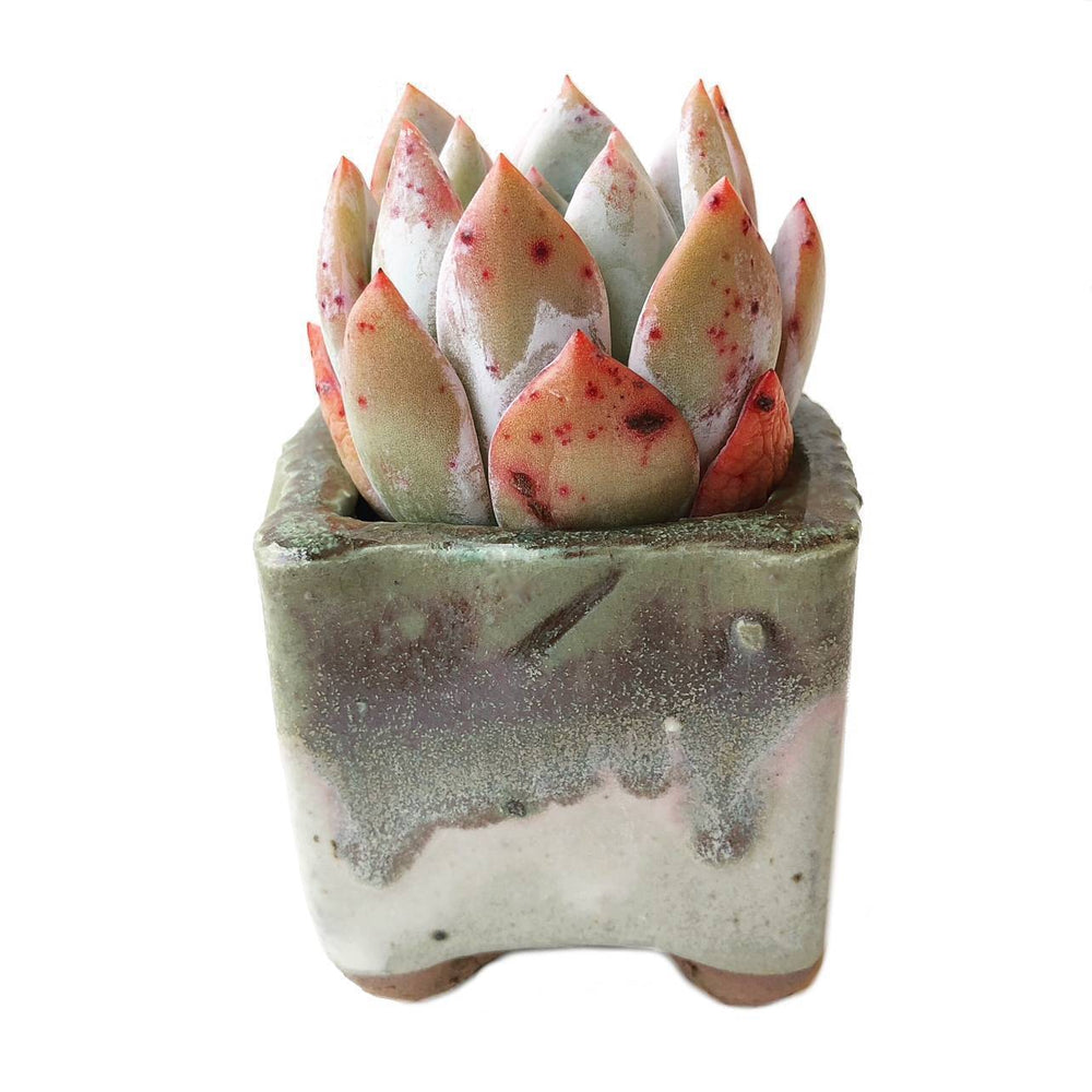 korean succulent pots Rare Succulent + Handmade Korean Planter – Cedar Creek Farmhouse