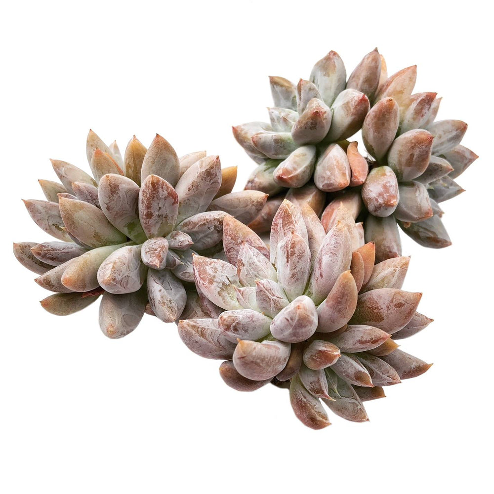 Echeveria Tolimanensis, Double or More Clusters, (Random)