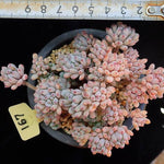 PRESALE Graptopetalum Blue Beans, (Random)