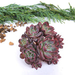Echeveria Sumatra, Cluster