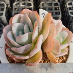 MOTHER'S DAY WEEKEND FLASH SALE! PRESALE Echeveria Brinks Blue, (Random)