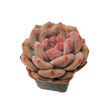 Echeveria Ariel