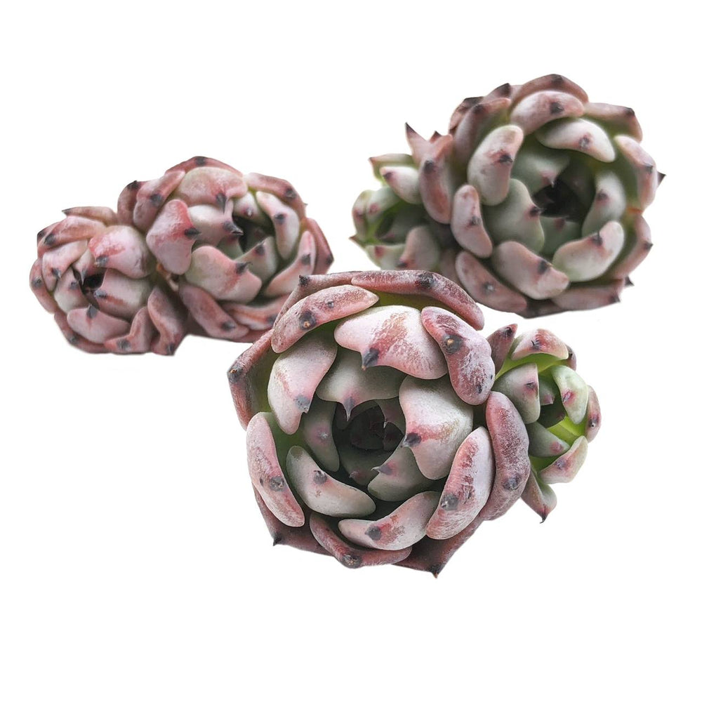 Echeveria Jackal, (Random)