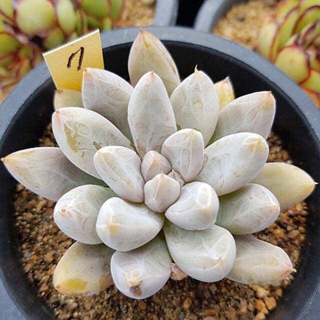 PRESALE Echeveria Tolimanensis, (Random)