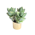The GOOD, The BAD and The UGLY SALE!Crassula Moonglow, Variegata (Triple)