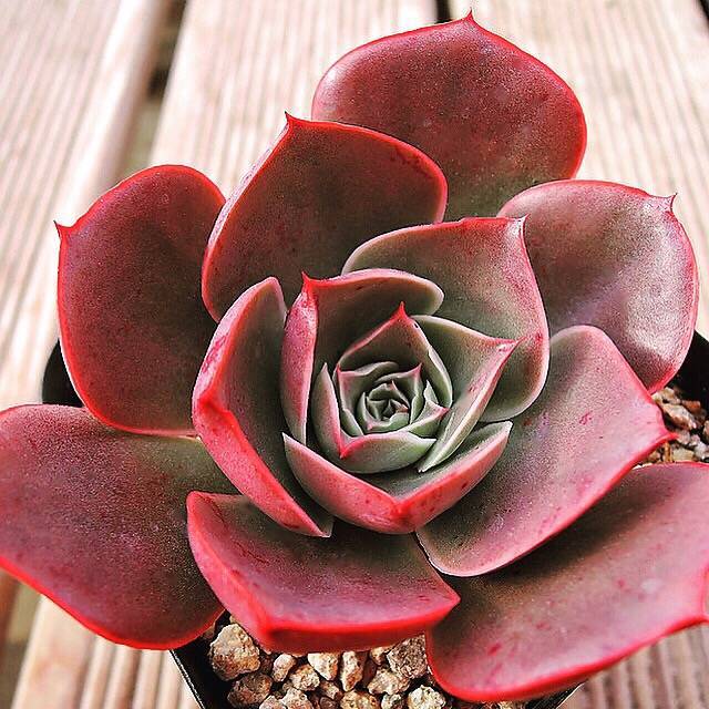 Echeveria Relena, (Not so Random)