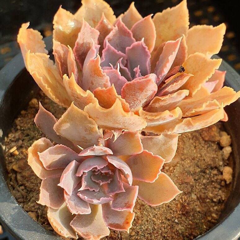 Echeveria Shaviana Madre del Sur, (Random)