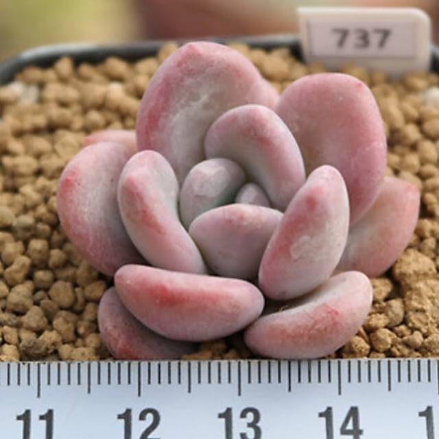 PRESALE Echeveria Pink Door, (Random)