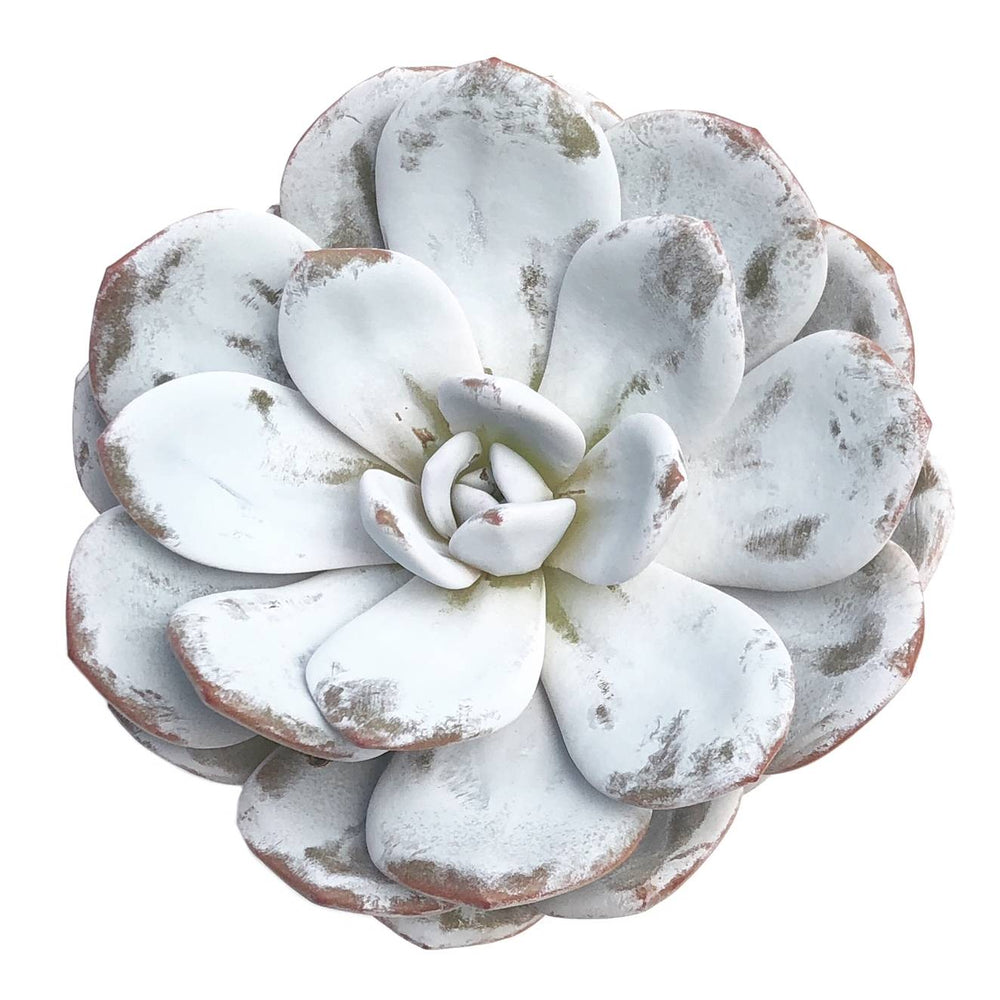 RESERVED Echeveria Lauii, Option 1, (Ready to Ship)