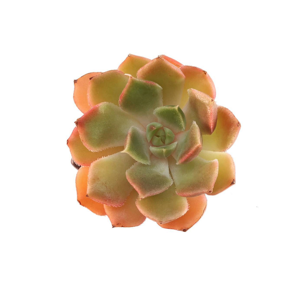 SALE! Echeveria Brown Rose