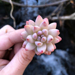 Sedeveria Soft Rime-- February Subscription Succulent!