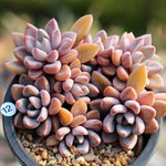 PRESALE Echeveria Sugar Jelly Cluster, (Random)