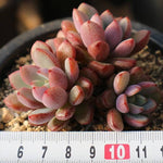 Graptoveria Purple Dream, (Random)