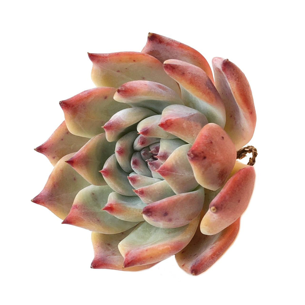 Echeveria Colorata Sp.-- Not Perfect Symmetry