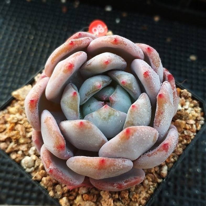 Echeveria Orange Monroe, (Random)