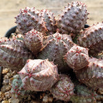 PRESALE Euphorbia Obesa, Cluster, (Random)
