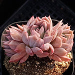 PRESALE Echeveria Bradburiana, Triple (Random)