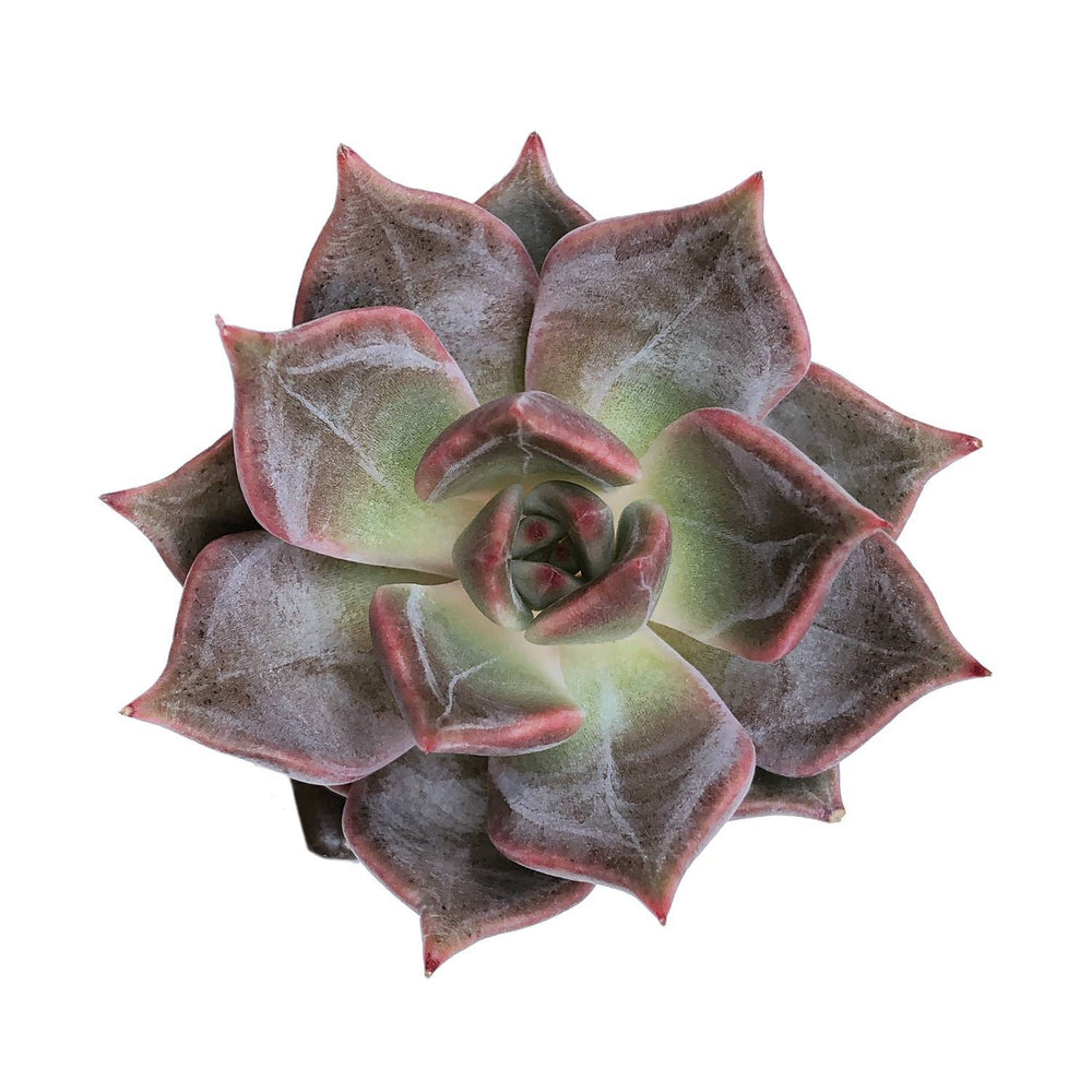 RESERVED Echeveria Beauty Lily, (Ready to Ship)