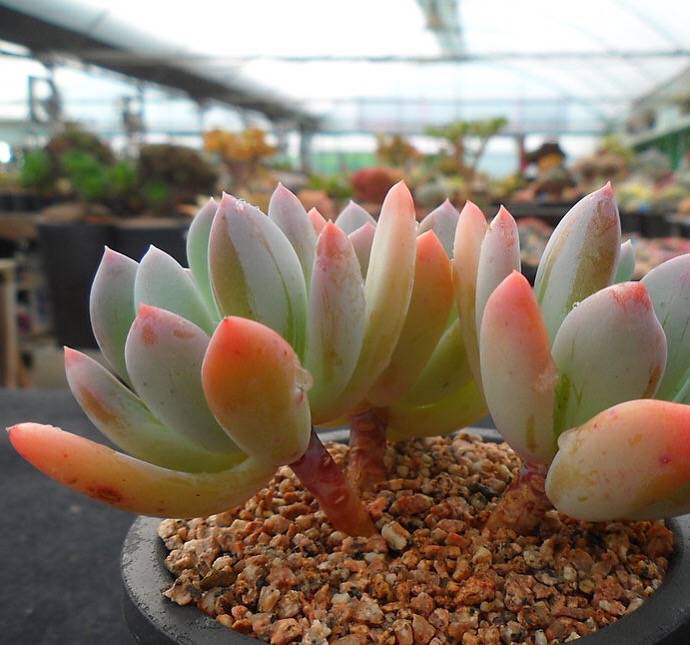 PRESALE Echeveria Raleigh, Triples, (Random)