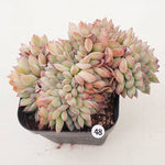 PRESALE Echeveria Brave, Cristata, (Random)