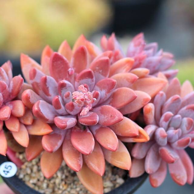 PRESALE Echeveria Sugar Jelly Cluster, (Not so Random)