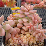 PRESALE Graptopetalum Mirinae, Variegata, (Random)