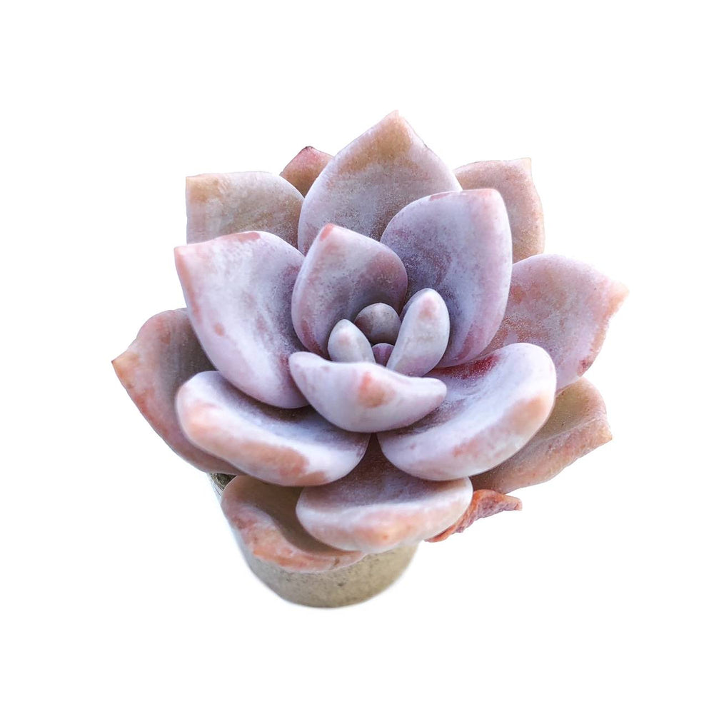 Echeveria 'Missing You'