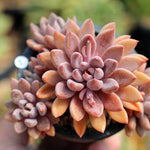 PRESALE Echeveria Sugar Jelly Cluster, (Random)