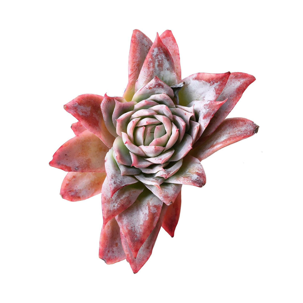 Graptoveria Rose Queen- Highly Asymmetrical