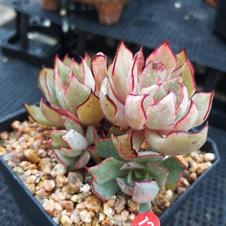 PRESALE Echeveria Strictiflora v Nova, (Not so Random)