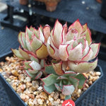 PRESALE Echeveria Strictiflora v Nova, (Not so Random)