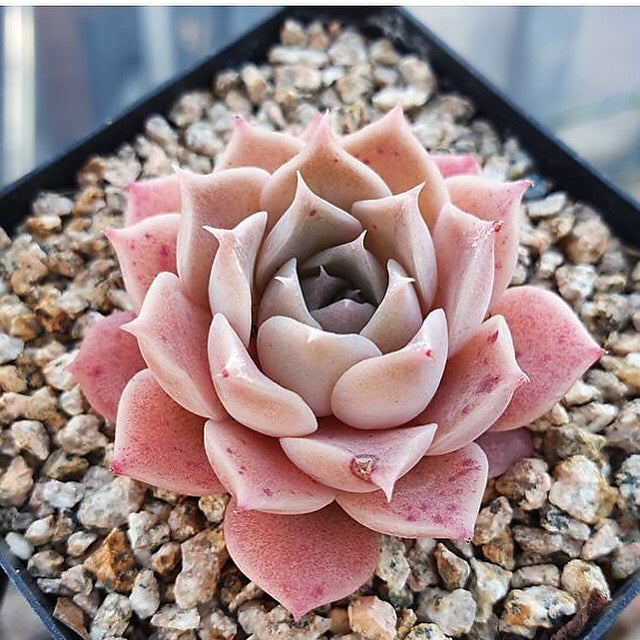 Sale! Echeveria 'Colina'