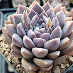 Echeveria Mongshi, Random