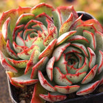 Echeveria Love Fire, (Not so Random)