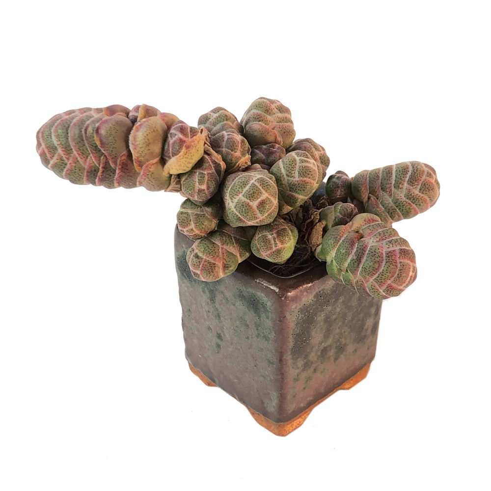 plant pots berkeley Crassula Berkeley – Cedar Creek Farmhouse