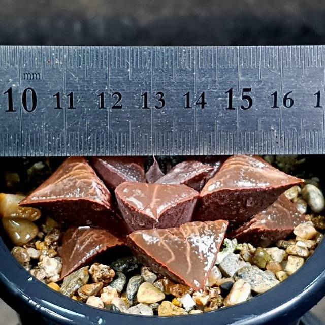 Haworthia badia buy 'Shutendouji'