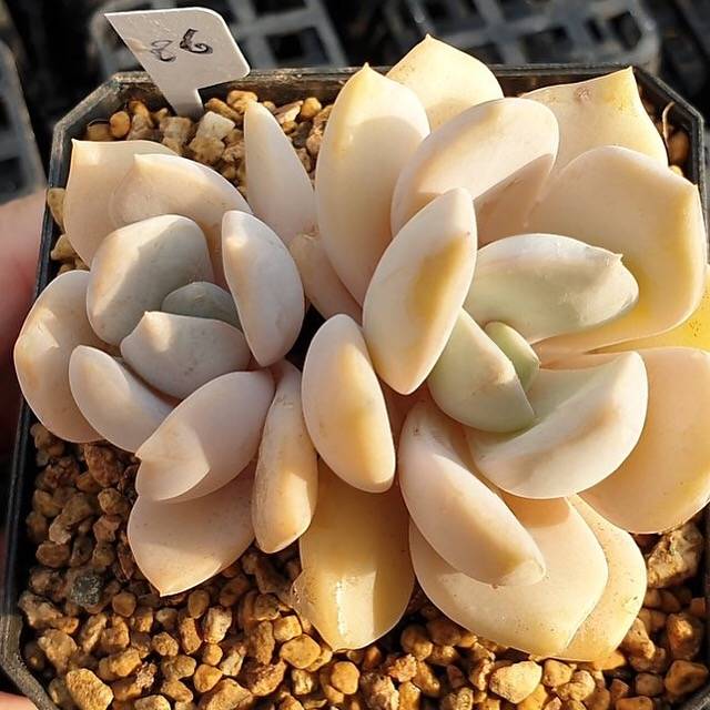 MOTHER'S DAY WEEKEND FLASH SALE! PRESALE Echeveria Tiramisu, (Random)