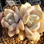 MOTHER'S DAY WEEKEND FLASH SALE! PRESALE Echeveria Tiramisu, (Random)