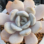 **SPECIAL PRICE** PRESALE Echeveria Tiramisu, (Random)