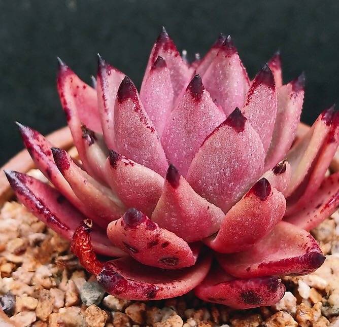 PRESALE Echeveria Agavoides Sirius, (Not So Random)