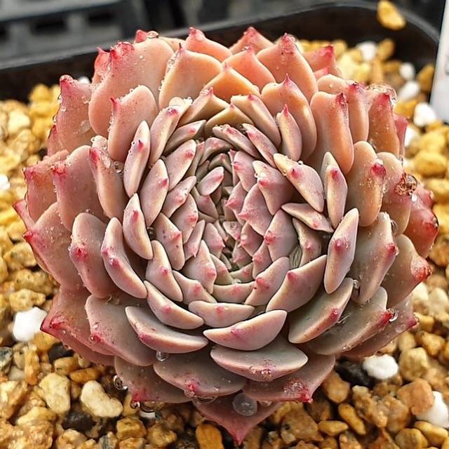 PRESALE Echeveria Tuxpan, Cristata, (Random)