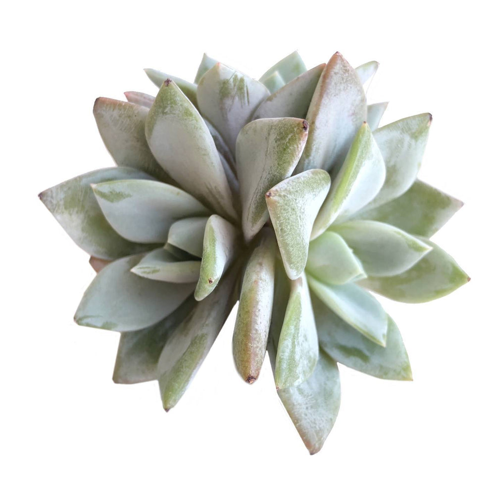 SALE! Echeveria Champagne, (Germany)