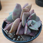 PRESALE Echeveria Bainesii, Double (Random)